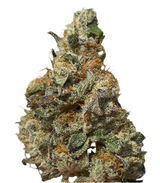 Caramel Apple Gelato (Indoor)