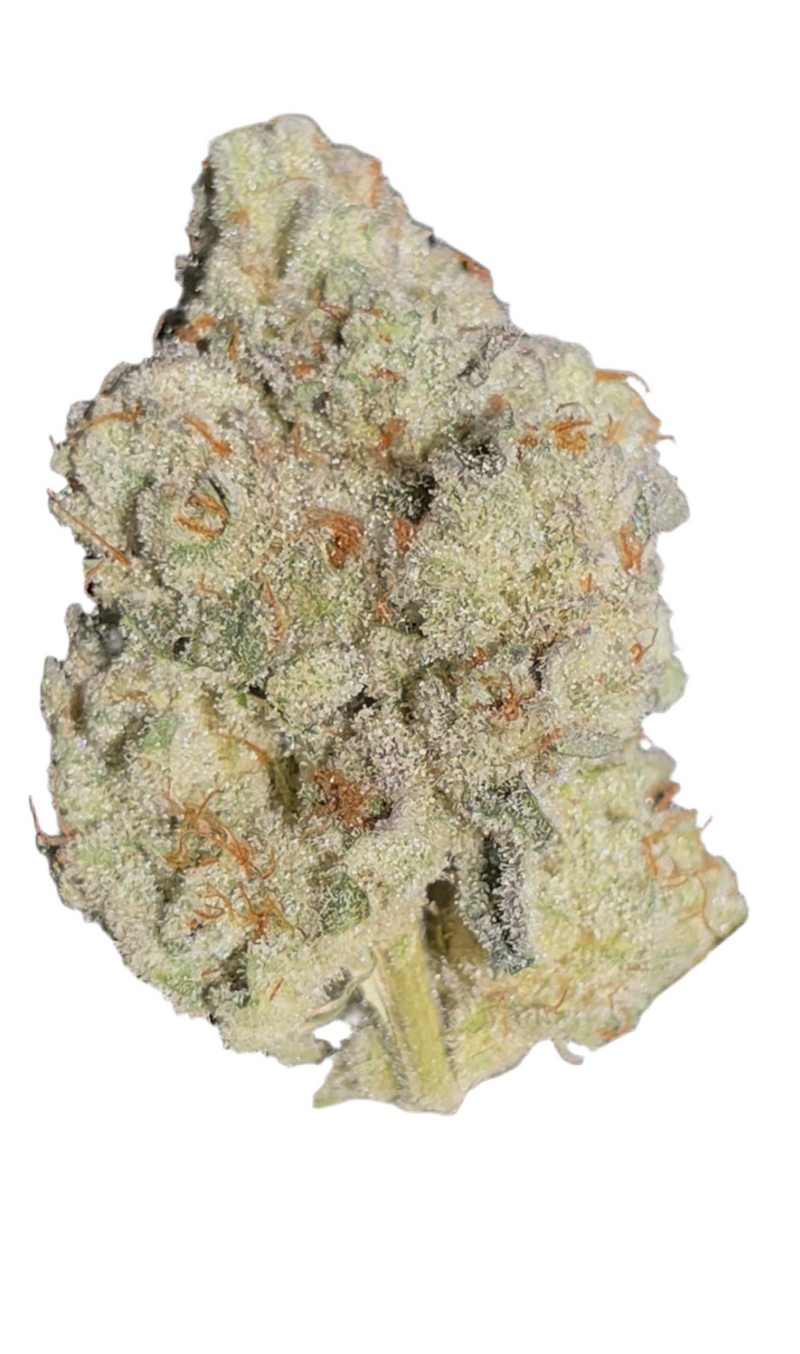 Jucee J (Caps Cut/Indoor)