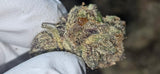 O-Face (Indoor)