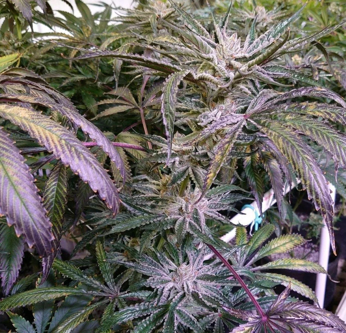 IMG-8212_1200x.jpg?v=1715282104