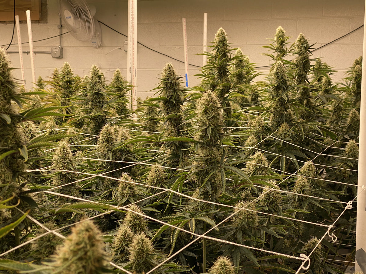 Tennessee's Finest CBD – TCC