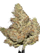 Pink Certz (Indoor)