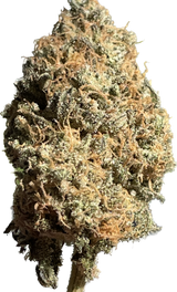 Cantaloupe (Indoor)